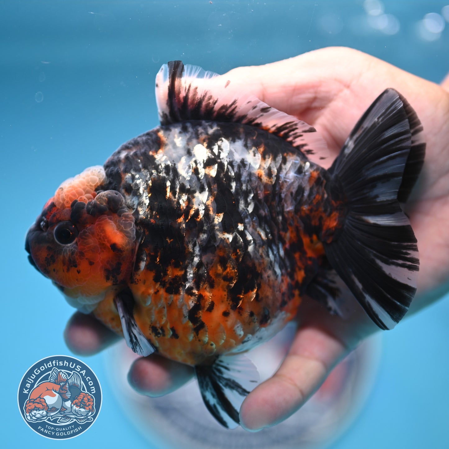Shogun Heavy Ink Blue Base Tiger Oranda 4.2 inches Body (250530_OR23)