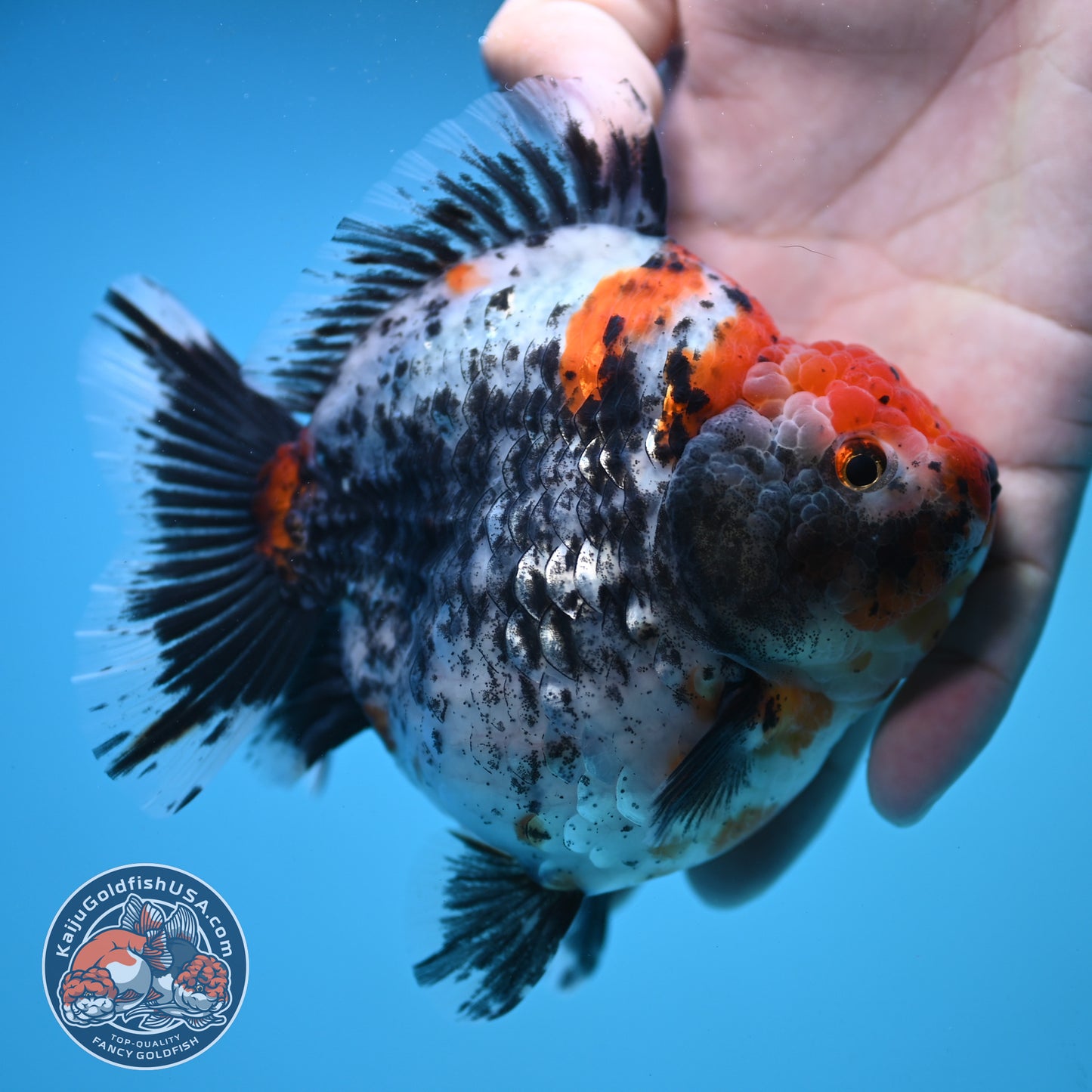 Jumbo Shogun Godzilla Oranda 4 inch Body (250822_OR23)