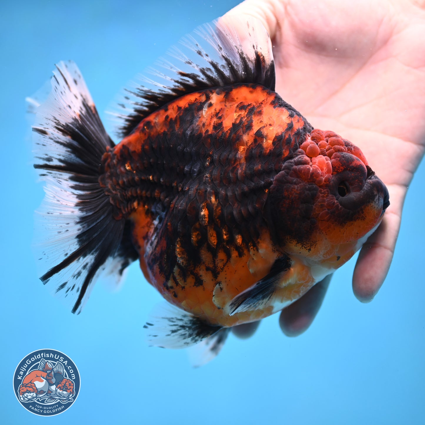 Jumbo Shogun Godzilla Oranda 5 inches Body - Female (241122_OR23) - Kaiju Goldfish USA