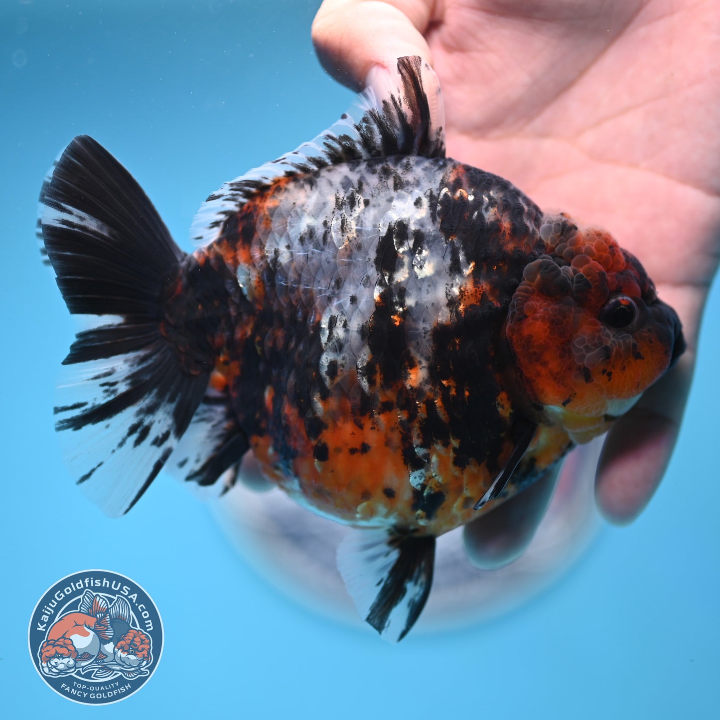 Shogun Heavy Ink Blue Base Tiger Oranda 4.2 inches Body (250530_OR23)