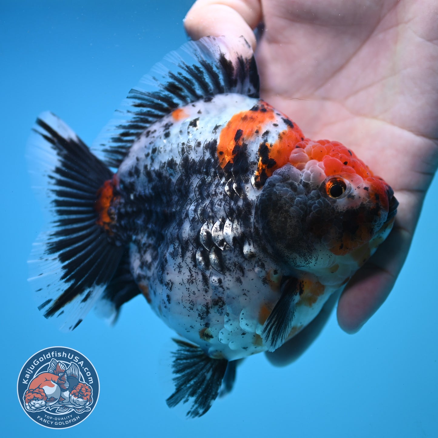 Jumbo Shogun Godzilla Oranda 4 inch Body (250822_OR23)