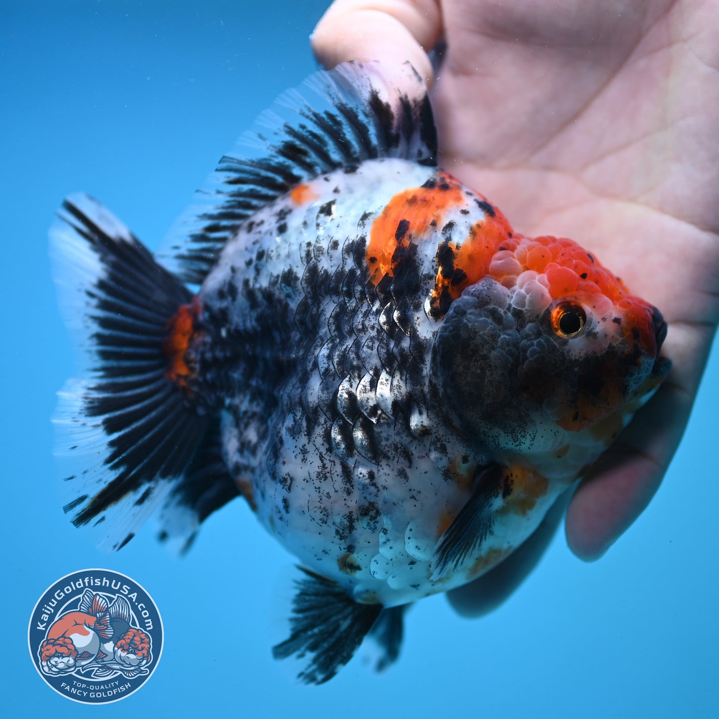 Jumbo Shogun Godzilla Oranda 4 inch Body (250822_OR23)