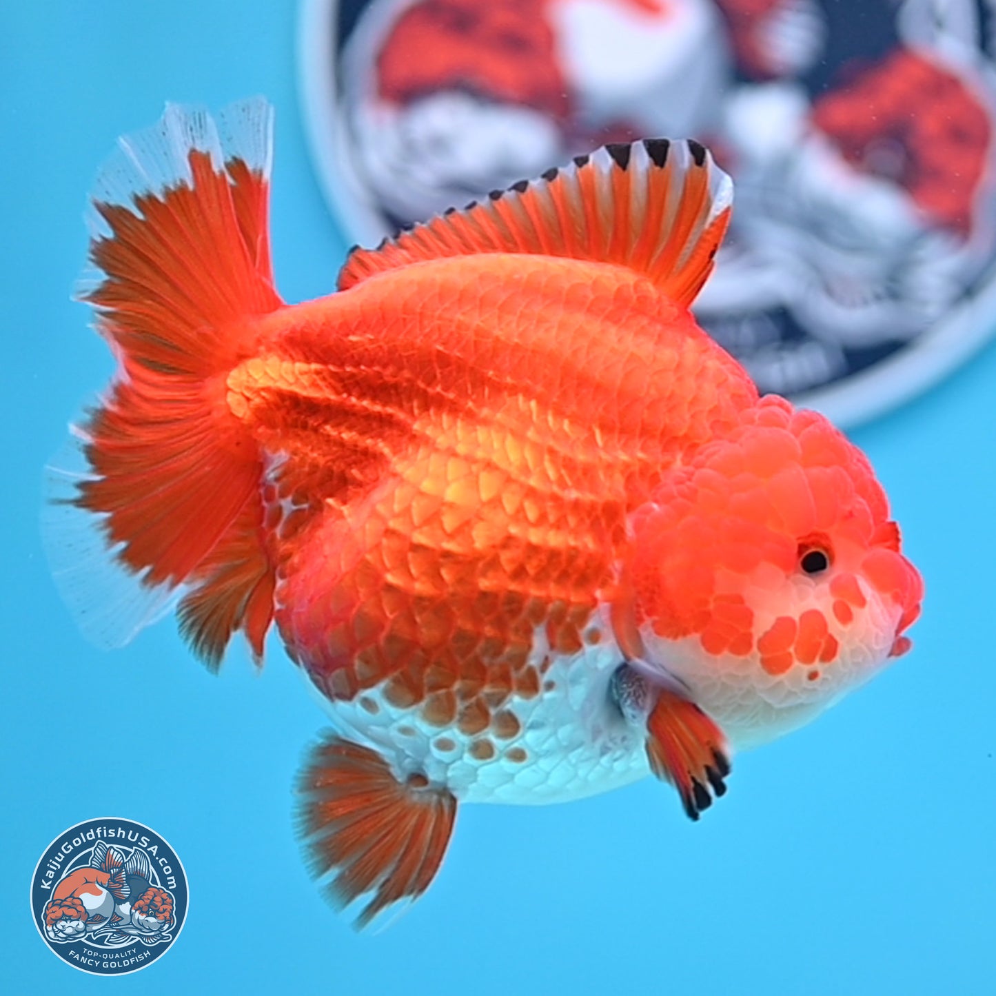 Red White YuanBao Oranda 4 inches Body - Female (250207_OR23)