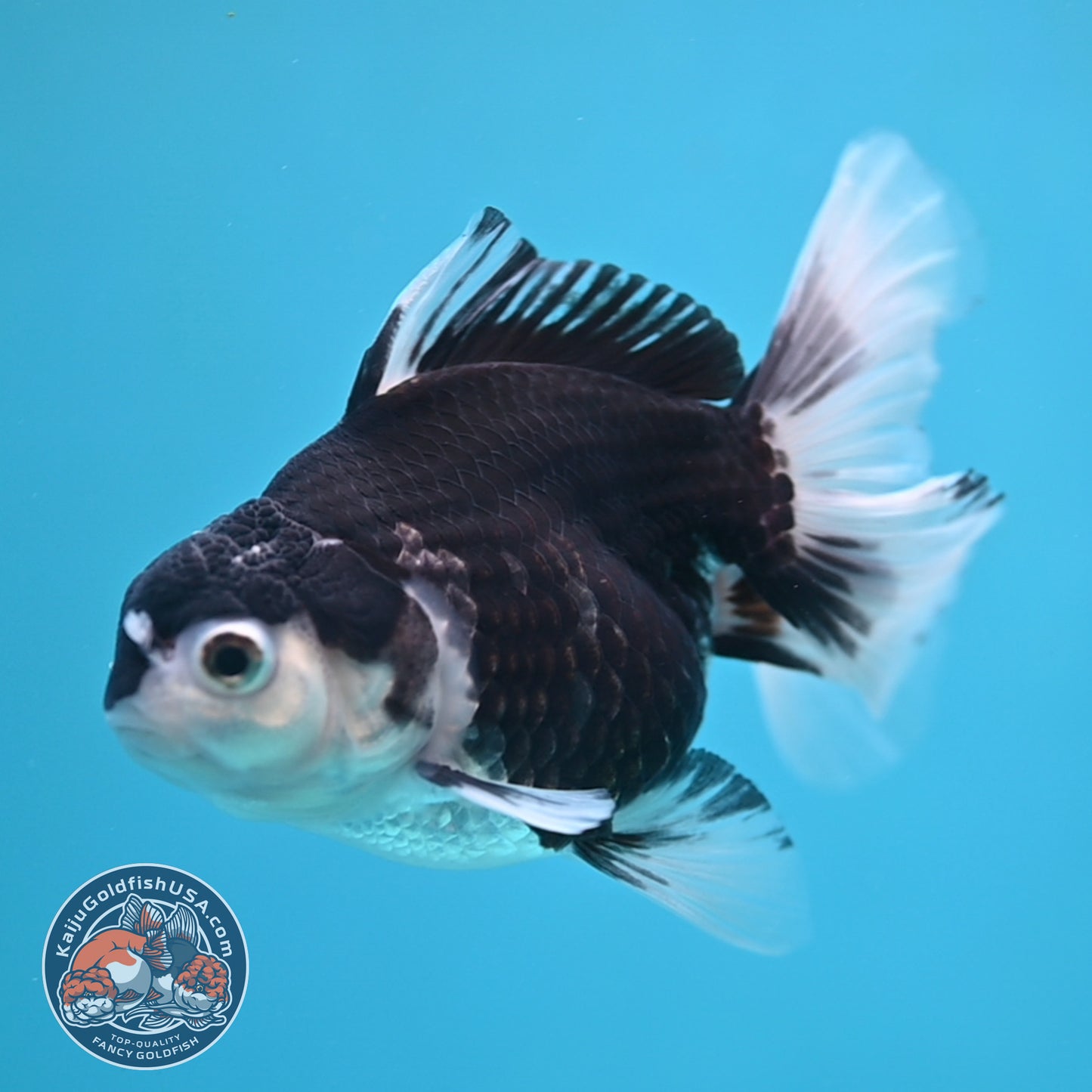 Panda Oranda 3.5 inch Body (250613_OR23)