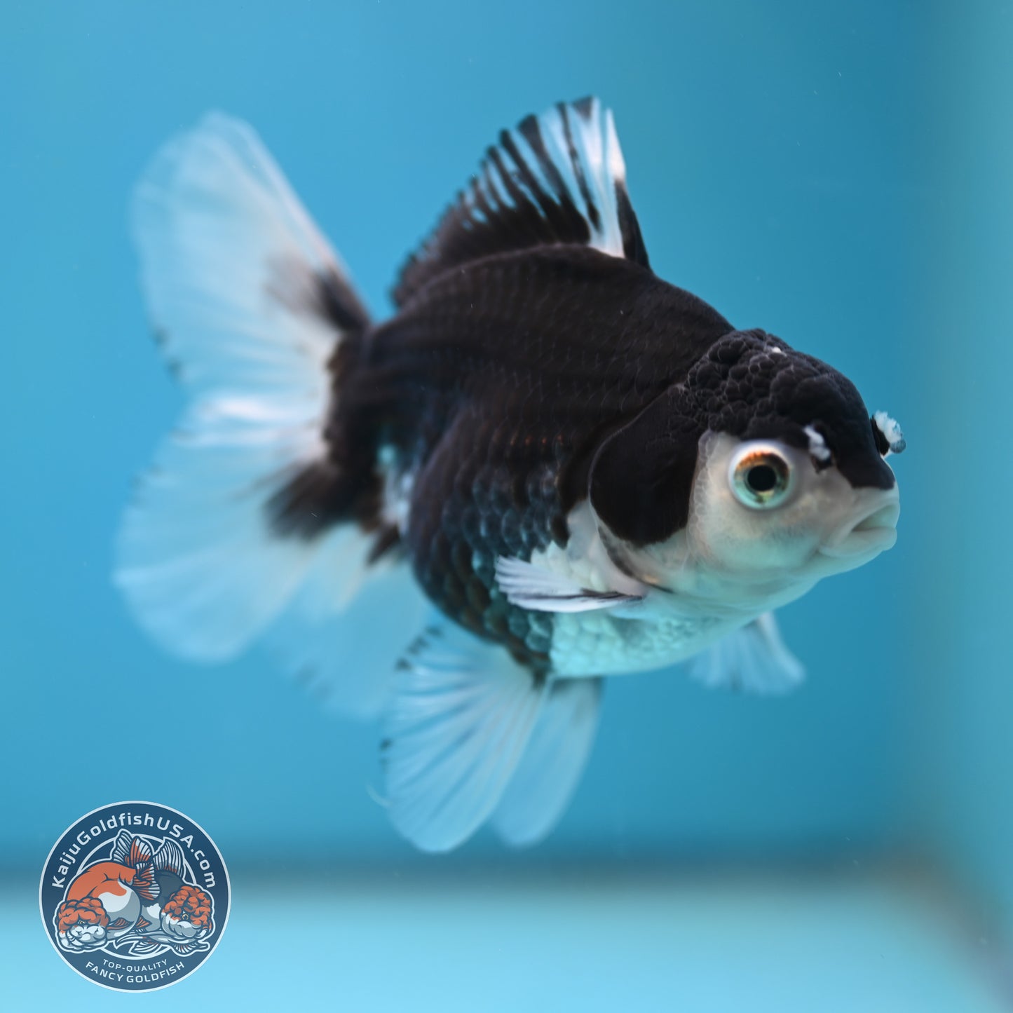 Panda Oranda 3.5 inch Body (250613_OR23)