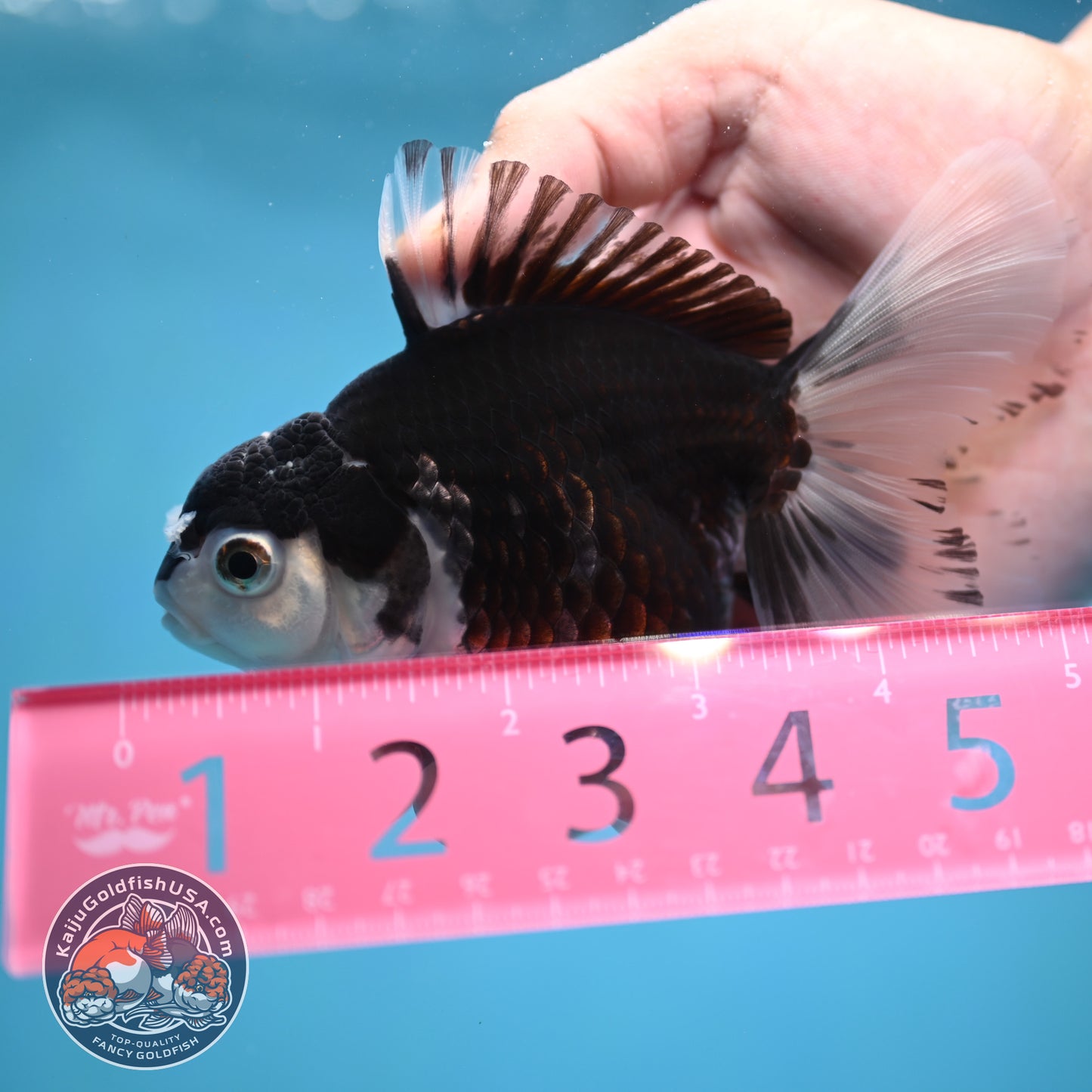 Panda Oranda 3.5 inch Body (250613_OR23)