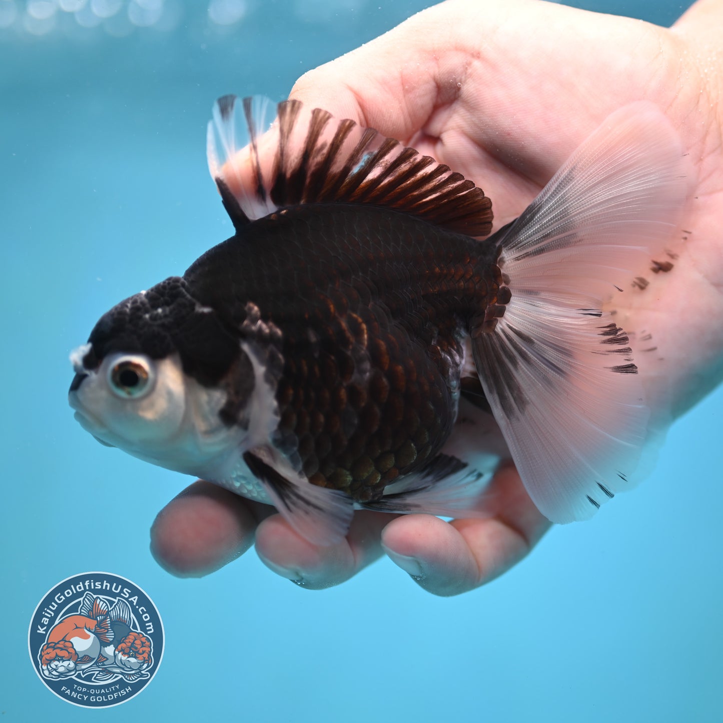 Panda Oranda 3.5 inch Body (250613_OR23)