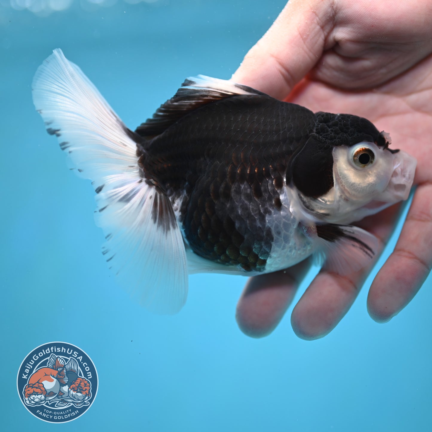 Panda Oranda 3.5 inch Body (250613_OR23)