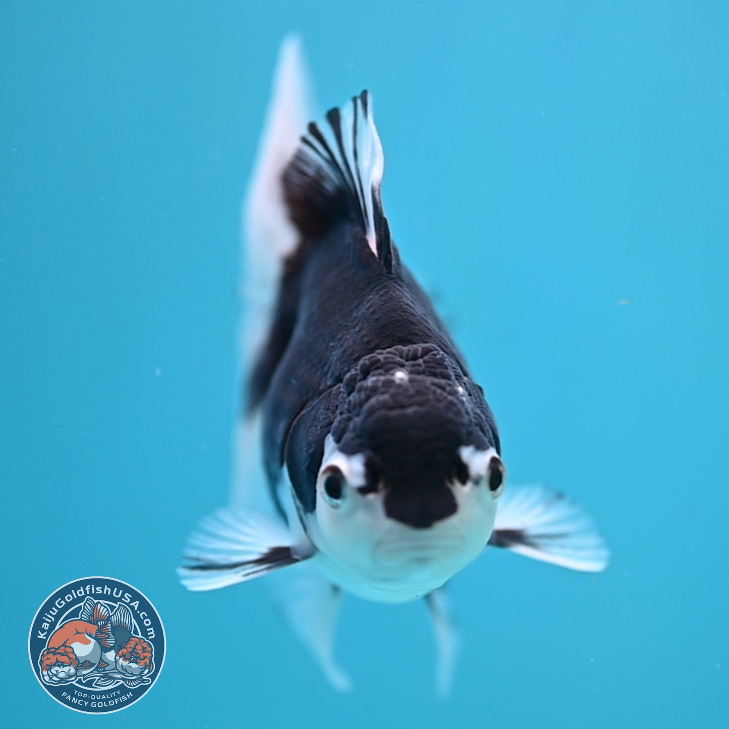 Panda Oranda 3.5 inch Body (250613_OR23)