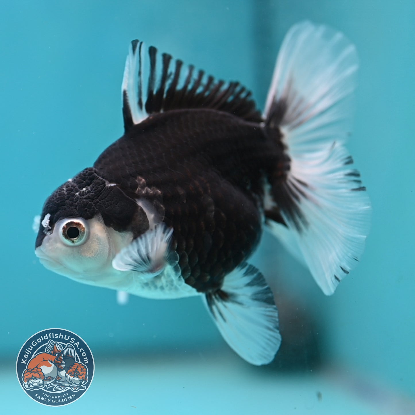 Panda Oranda 3.5 inch Body (250613_OR23)