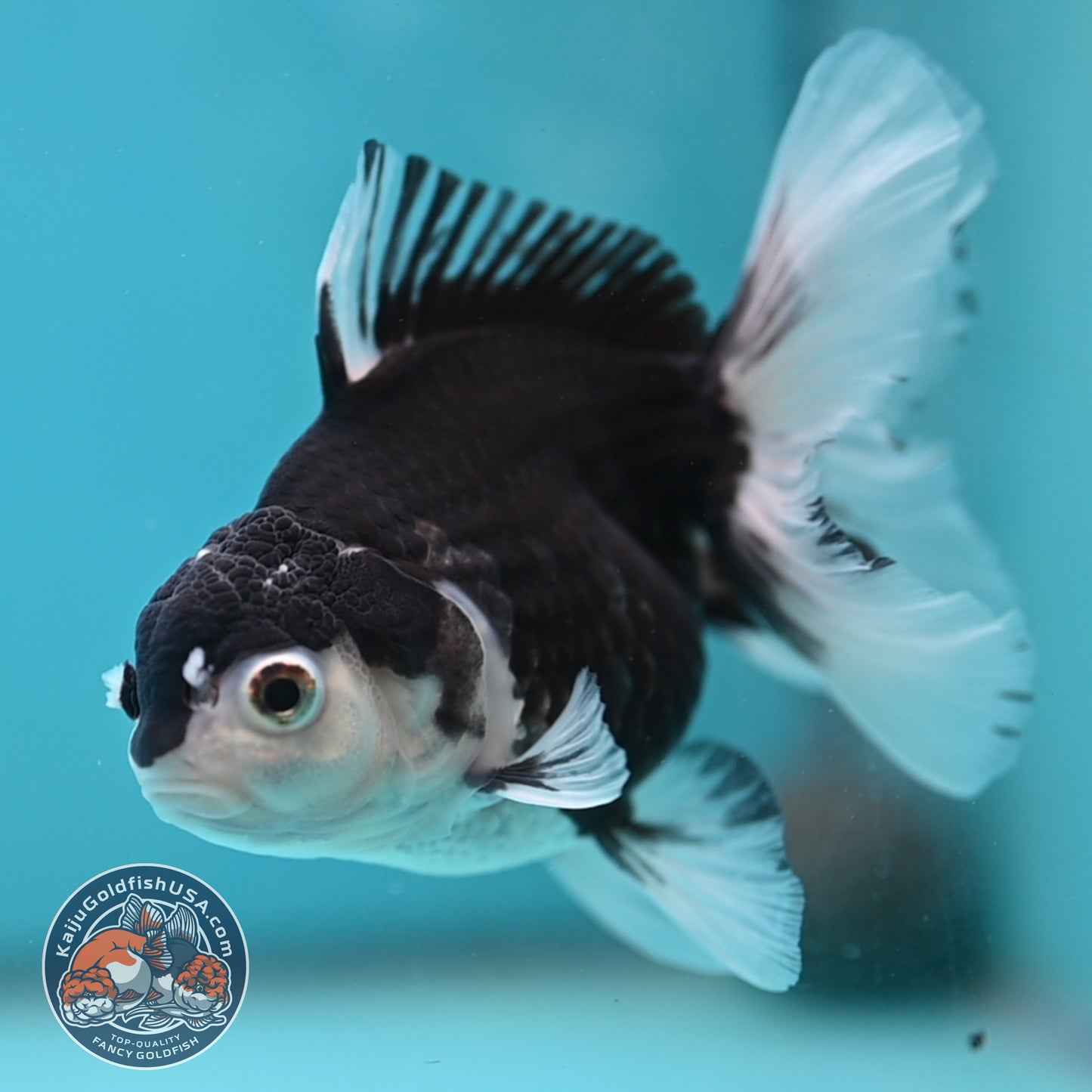 Panda Oranda 3.5 inch Body (250613_OR23)