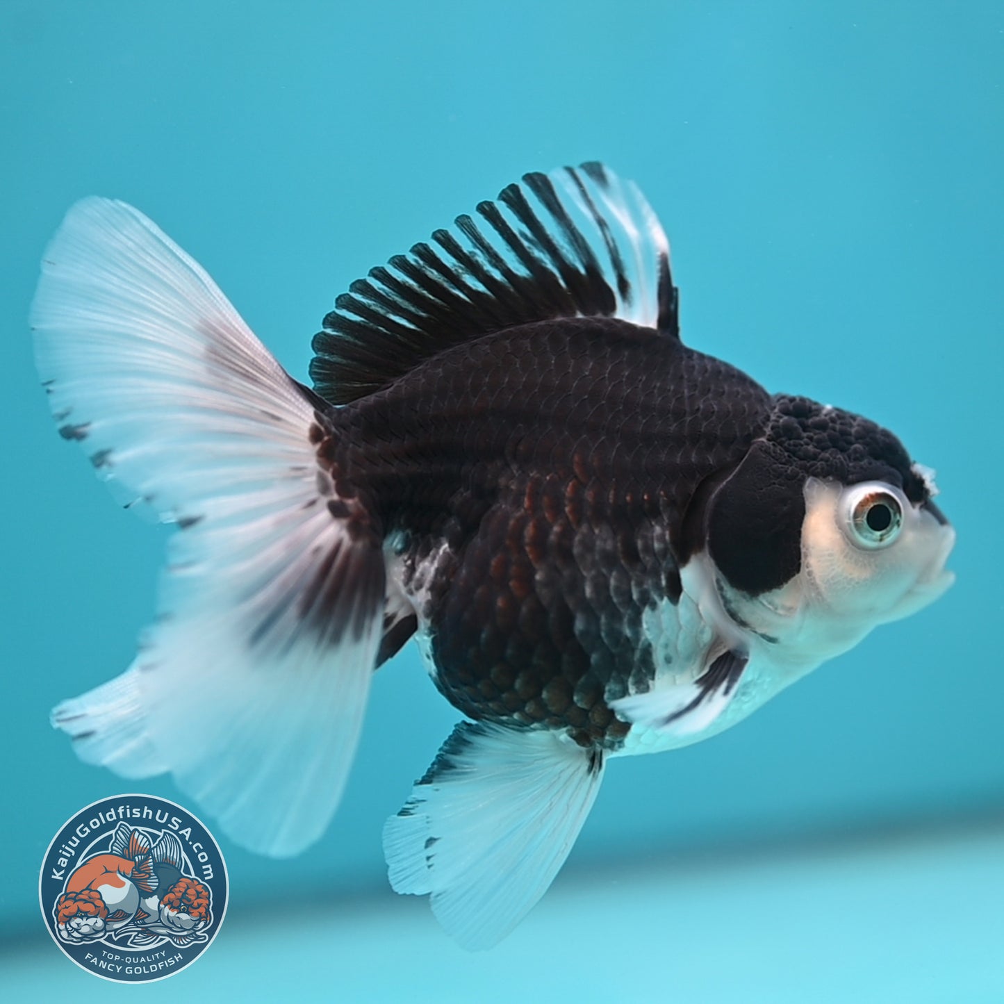Panda Oranda 3.5 inch Body (250613_OR23)