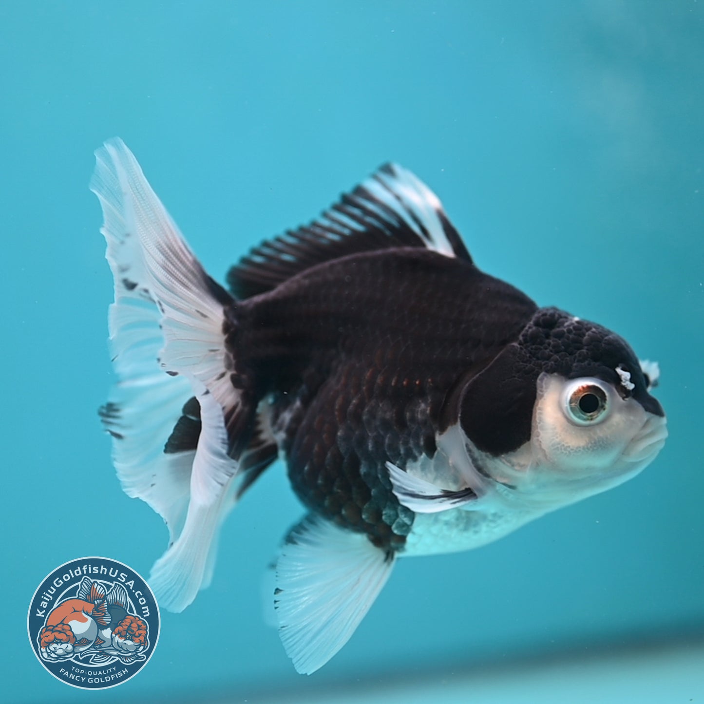Panda Oranda 3.5 inch Body (250613_OR23)