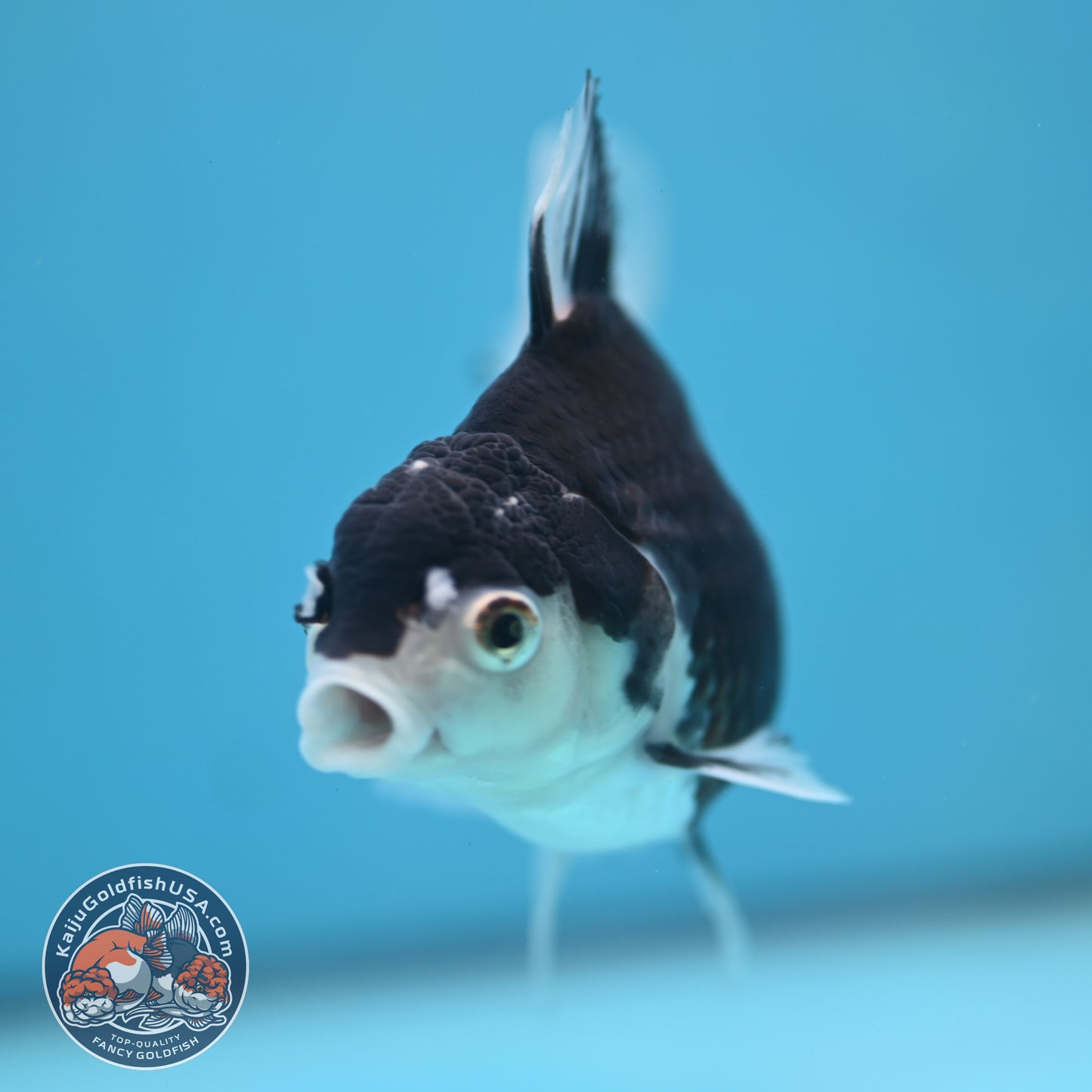 Panda Oranda 3.5 inch Body (250613_OR23)