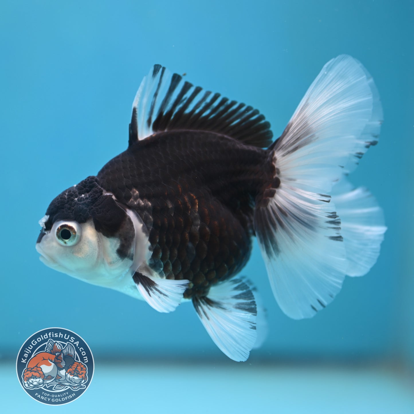 Panda Oranda 3.5 inch Body (250613_OR23)