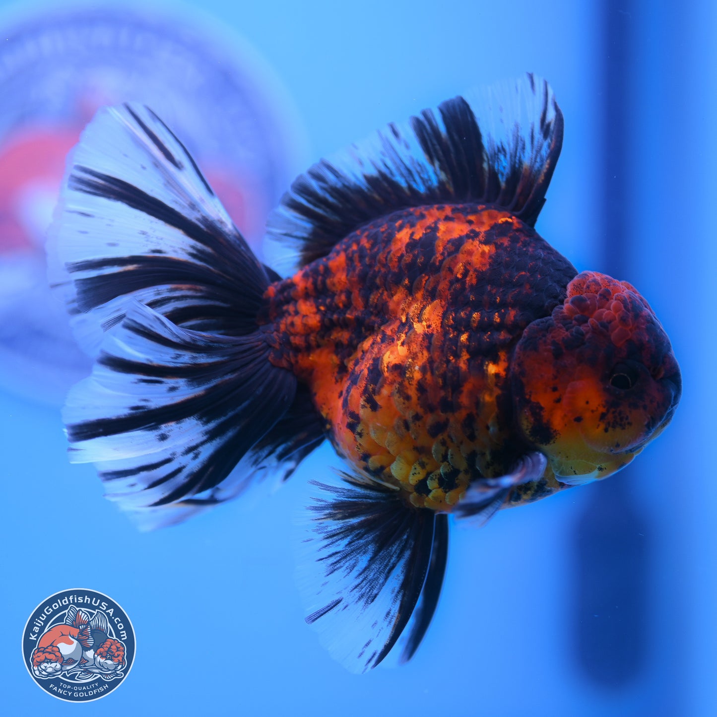 Tiger Orchid Tail Oranda 4-6 inches (240913_OR23) - Kaiju Goldfish USA