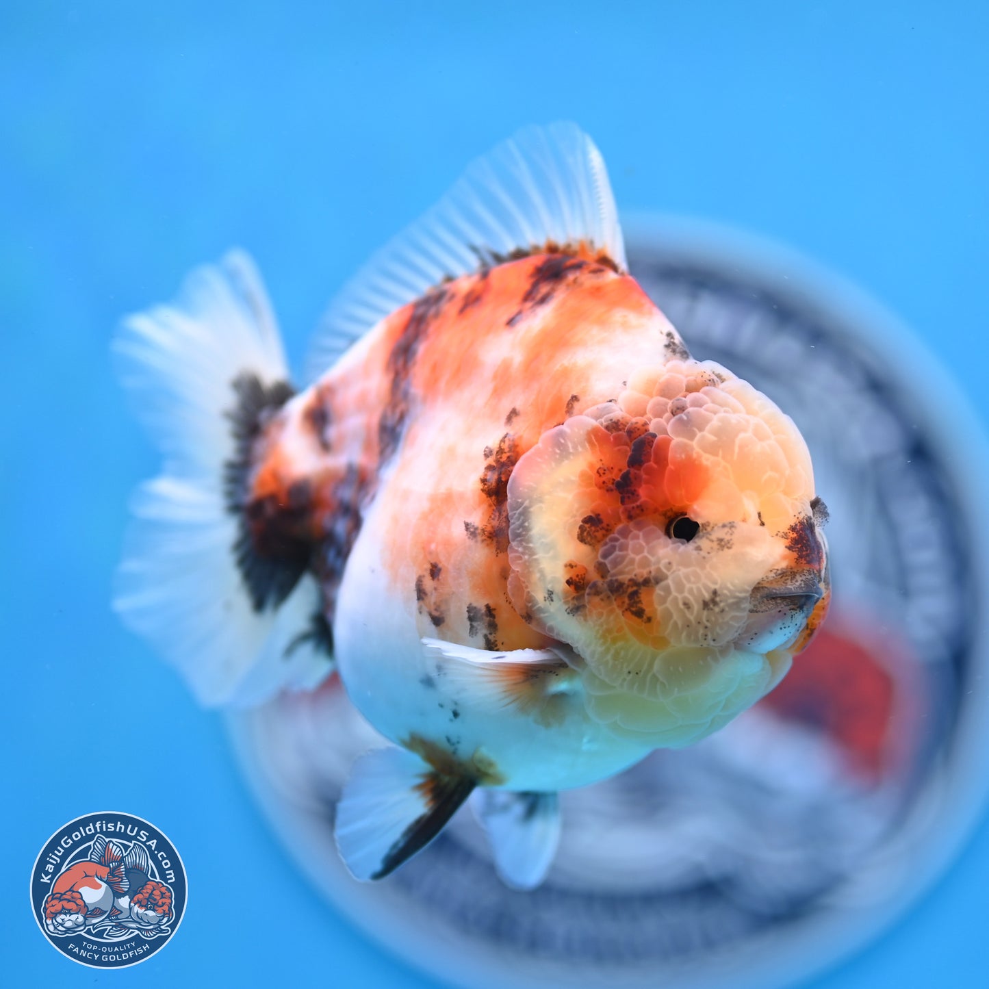 Tricolor Sakura YuanBao Oranda 3.5 inches Body - Male (250307_OR23)