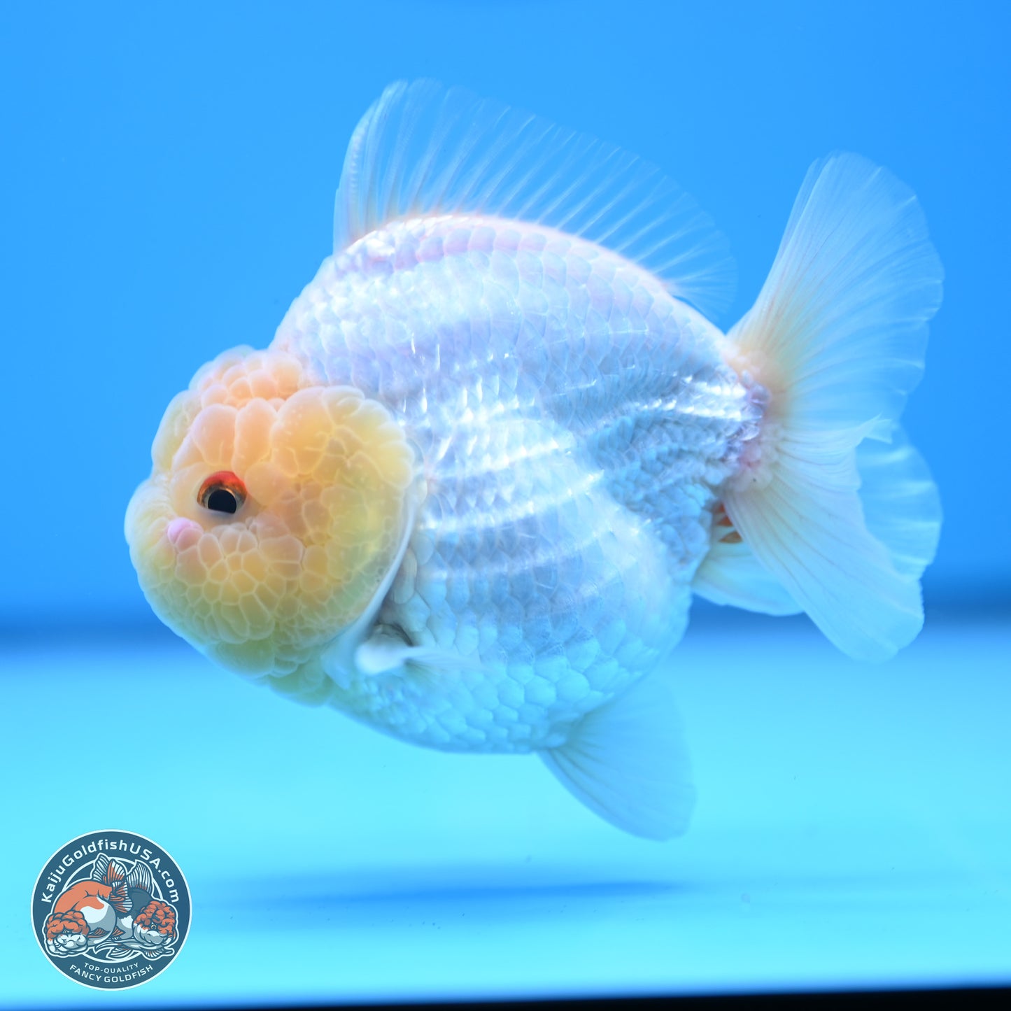 Lemon Head Red White YuanBao Oranda 3.25 inches Body - Male (241227_OR23) - Kaiju Goldfish USA