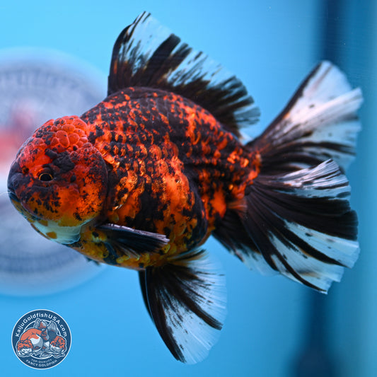 Tiger Orchid Tail Oranda 4-6 inches (240913_OR23) - Kaiju Goldfish USA