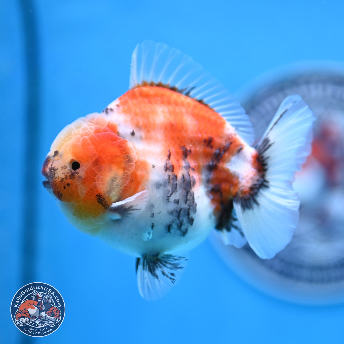 Tricolor Sakura YuanBao Oranda 3.5 inches Body - Male (250307_OR23)