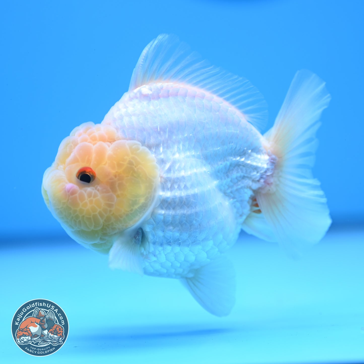 Lemon Head Red White YuanBao Oranda 3.25 inches Body - Male (241227_OR23) - Kaiju Goldfish USA