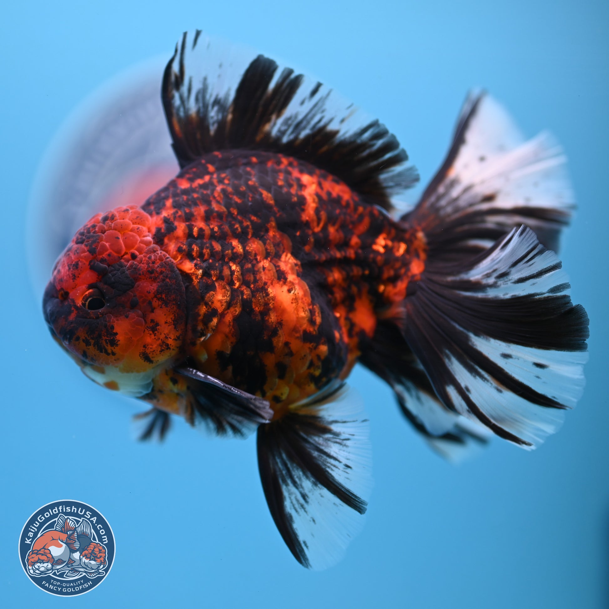 Tiger Orchid Tail Oranda 4-6 inches (240913_OR23) - Kaiju Goldfish USA