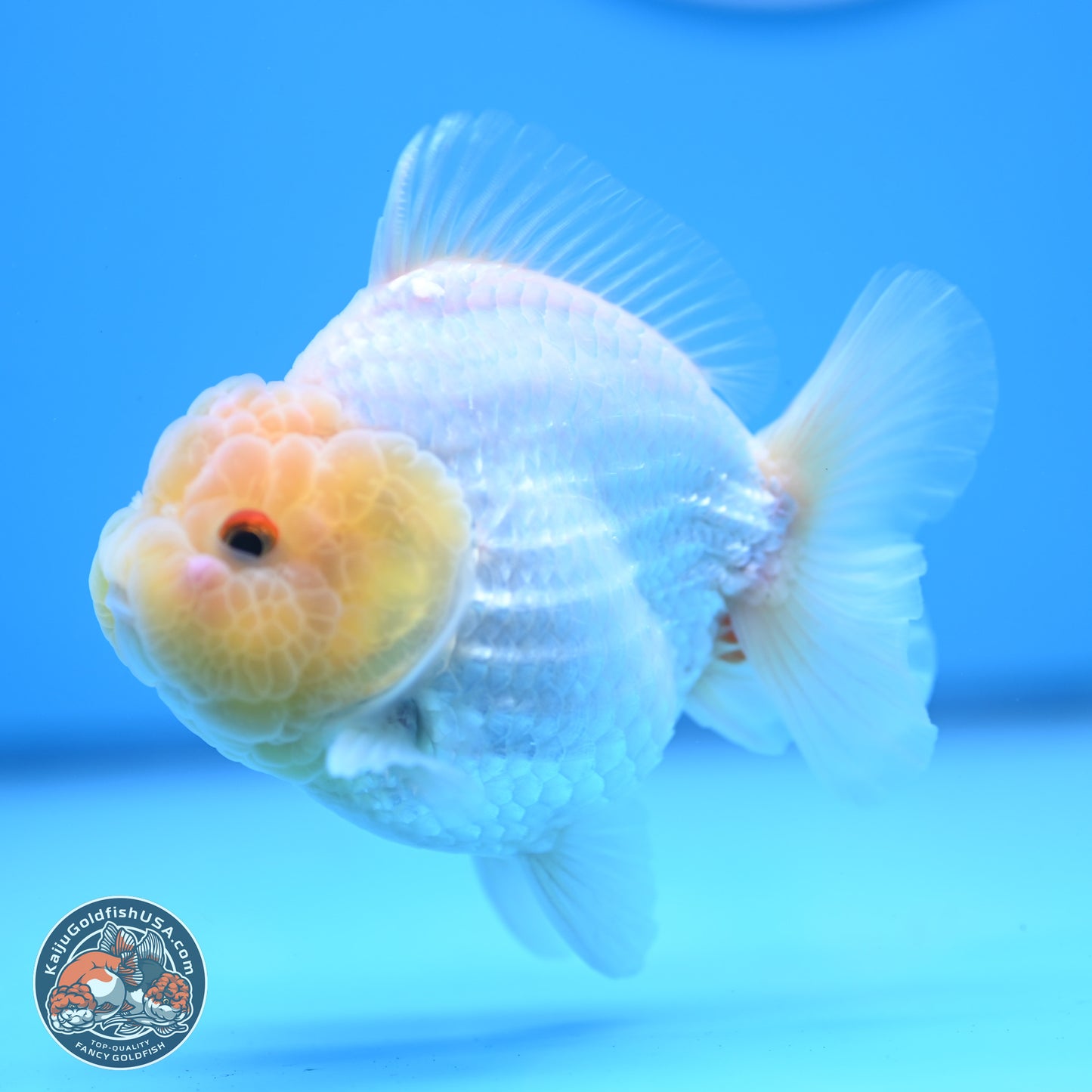 Lemon Head Red White YuanBao Oranda 3.25 inches Body - Male (241227_OR23) - Kaiju Goldfish USA