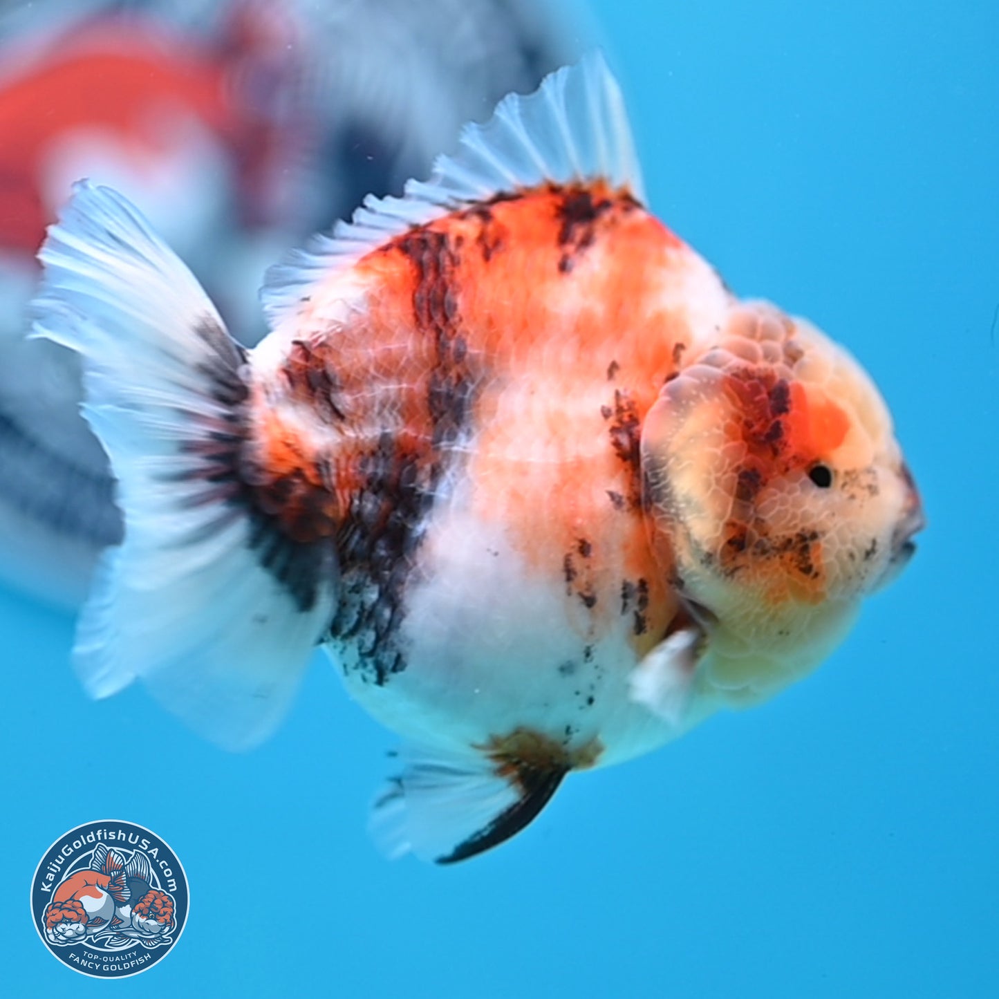 Tricolor Sakura YuanBao Oranda 3.5 inches Body - Male (250307_OR23)