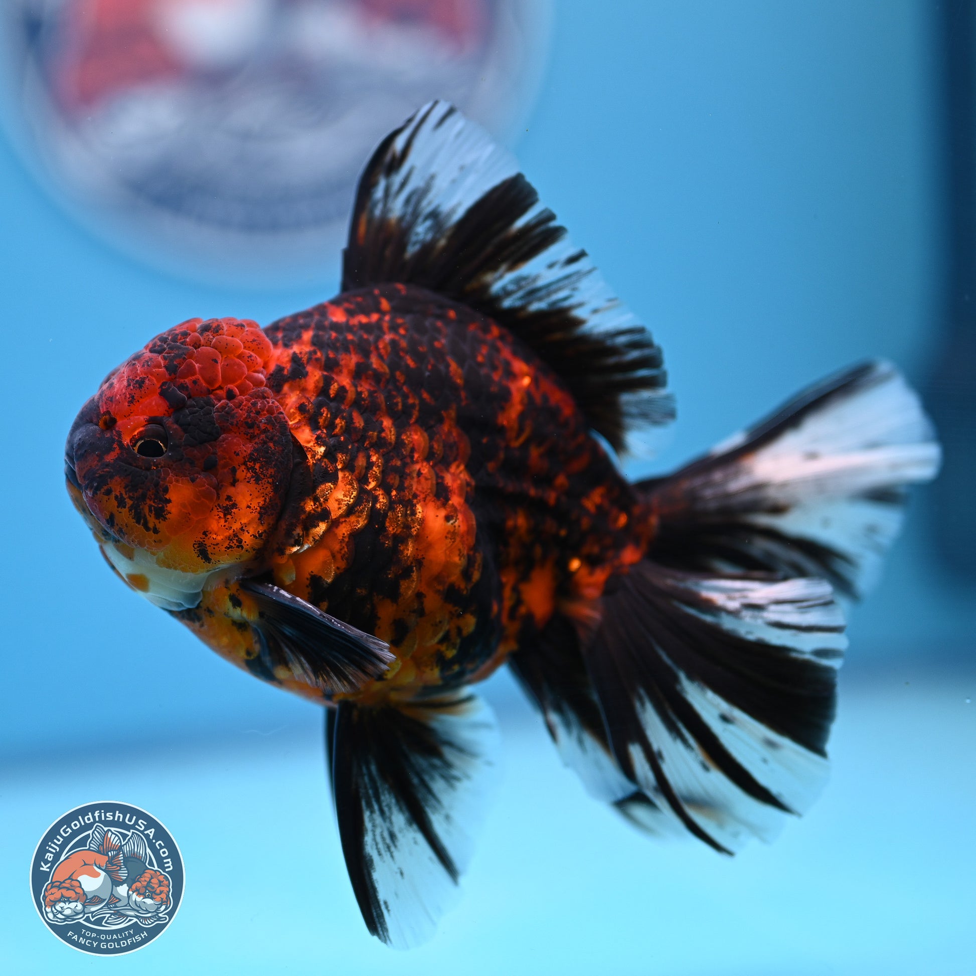 Tiger Orchid Tail Oranda 4-6 inches (240913_OR23) - Kaiju Goldfish USA