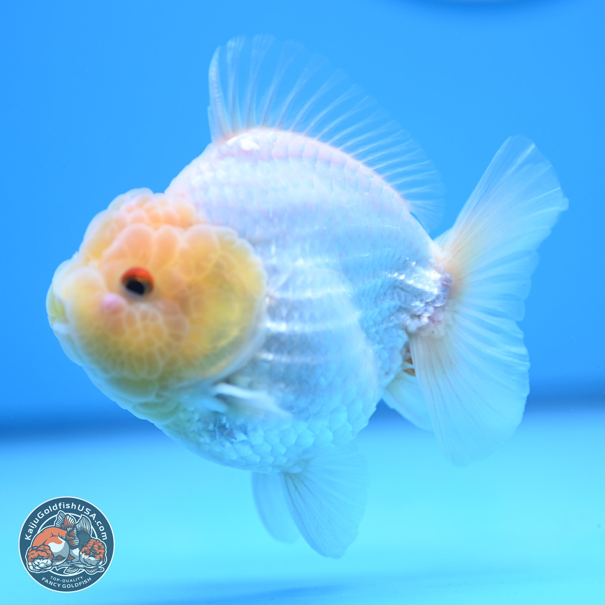 Lemon Head Red White YuanBao Oranda 3.25 inches Body - Male (241227_OR23) - Kaiju Goldfish USA