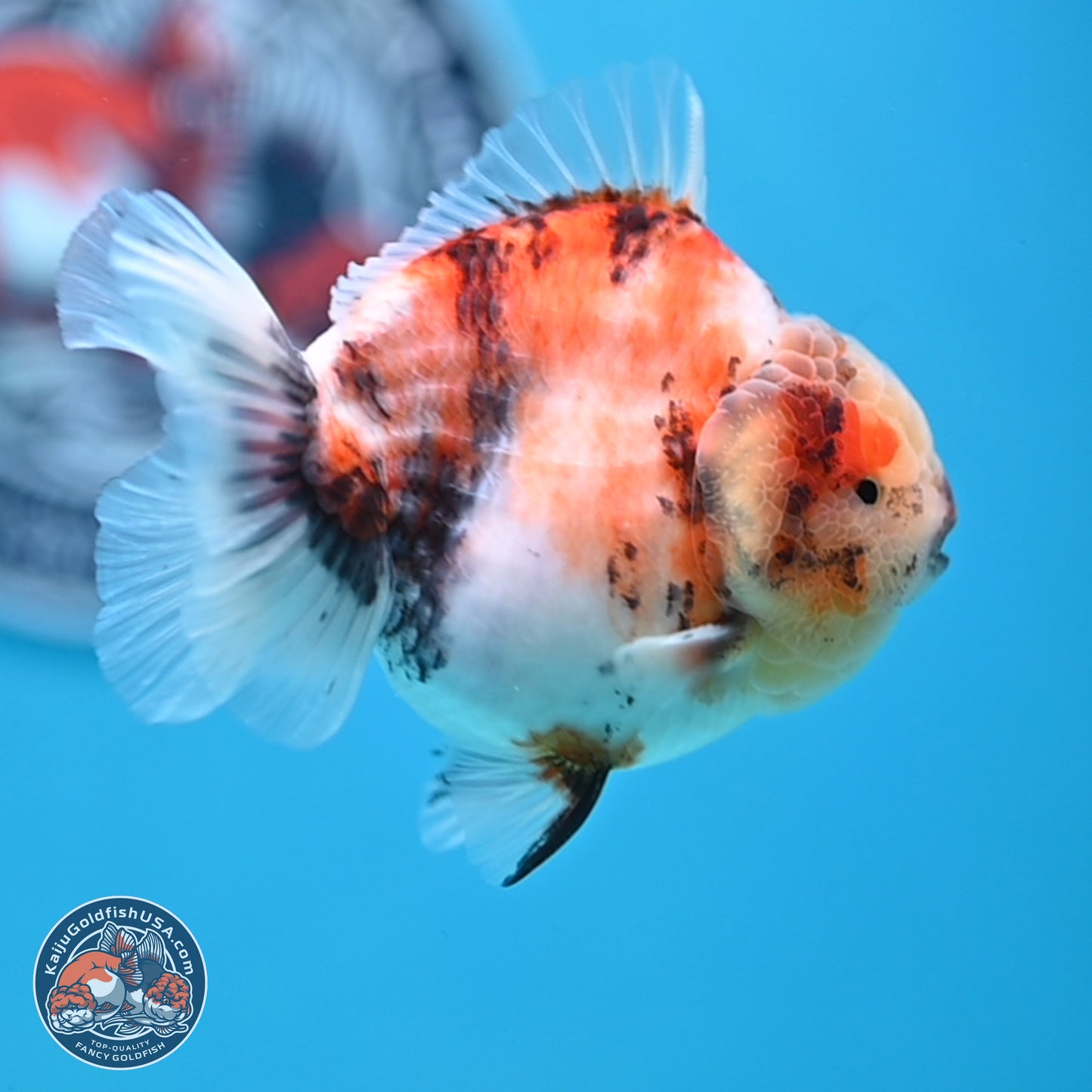 Tricolor Sakura YuanBao Oranda 3.5 inches Body - Male (250307_OR23)