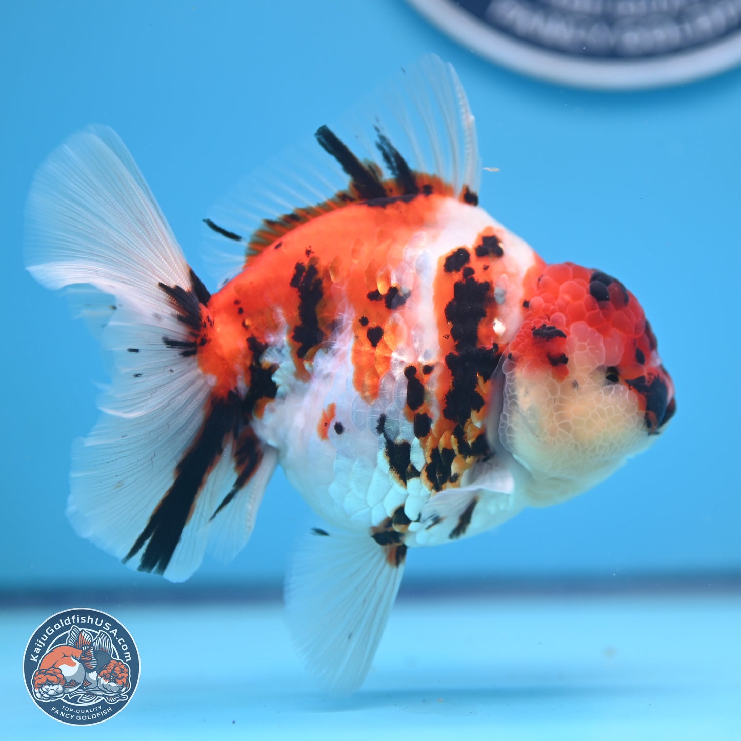 Tricolor Tiger Rose Tail Oranda 5 inches (241018_OR23)