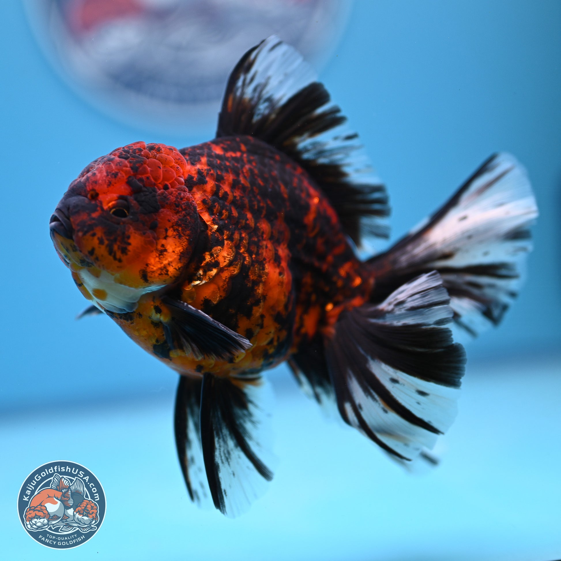 Tiger Orchid Tail Oranda 4-6 inches (240913_OR23) - Kaiju Goldfish USA