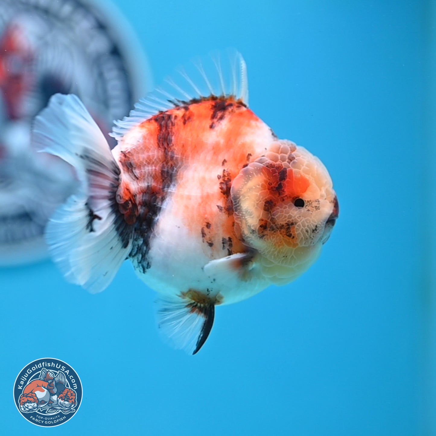 Tricolor Sakura YuanBao Oranda 3.5 inches Body - Male (250307_OR23)