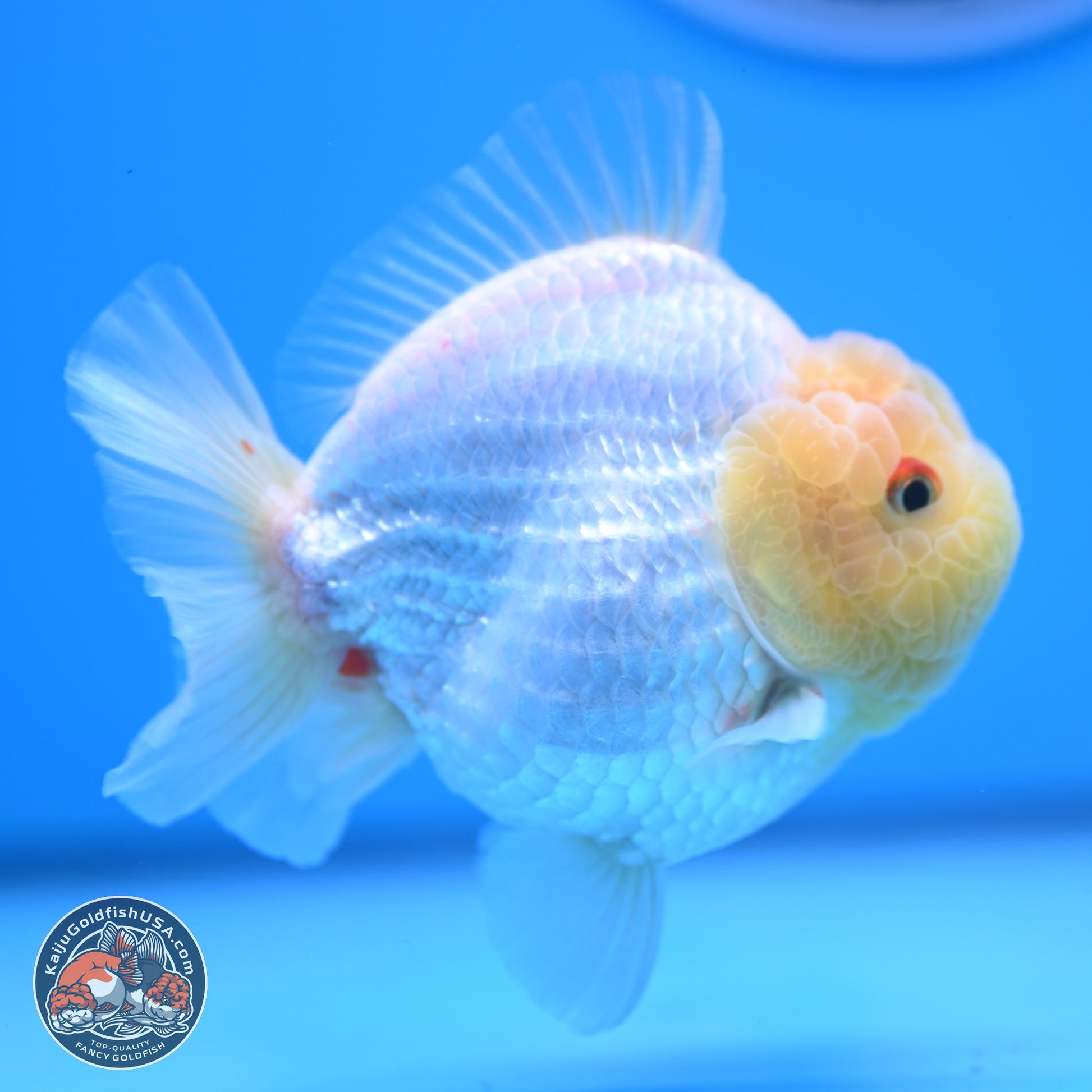 Lemon Head Red White YuanBao Oranda 3.25 inches Body - Male (241227_OR23) - Kaiju Goldfish USA