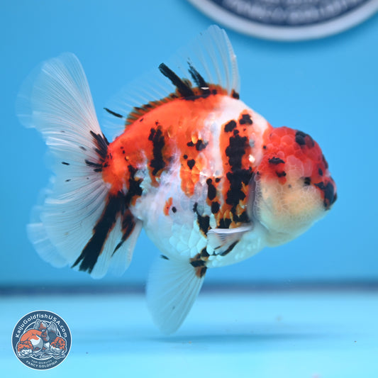 Tricolor Tiger Rose Tail Oranda 5 inches (241018_OR23)