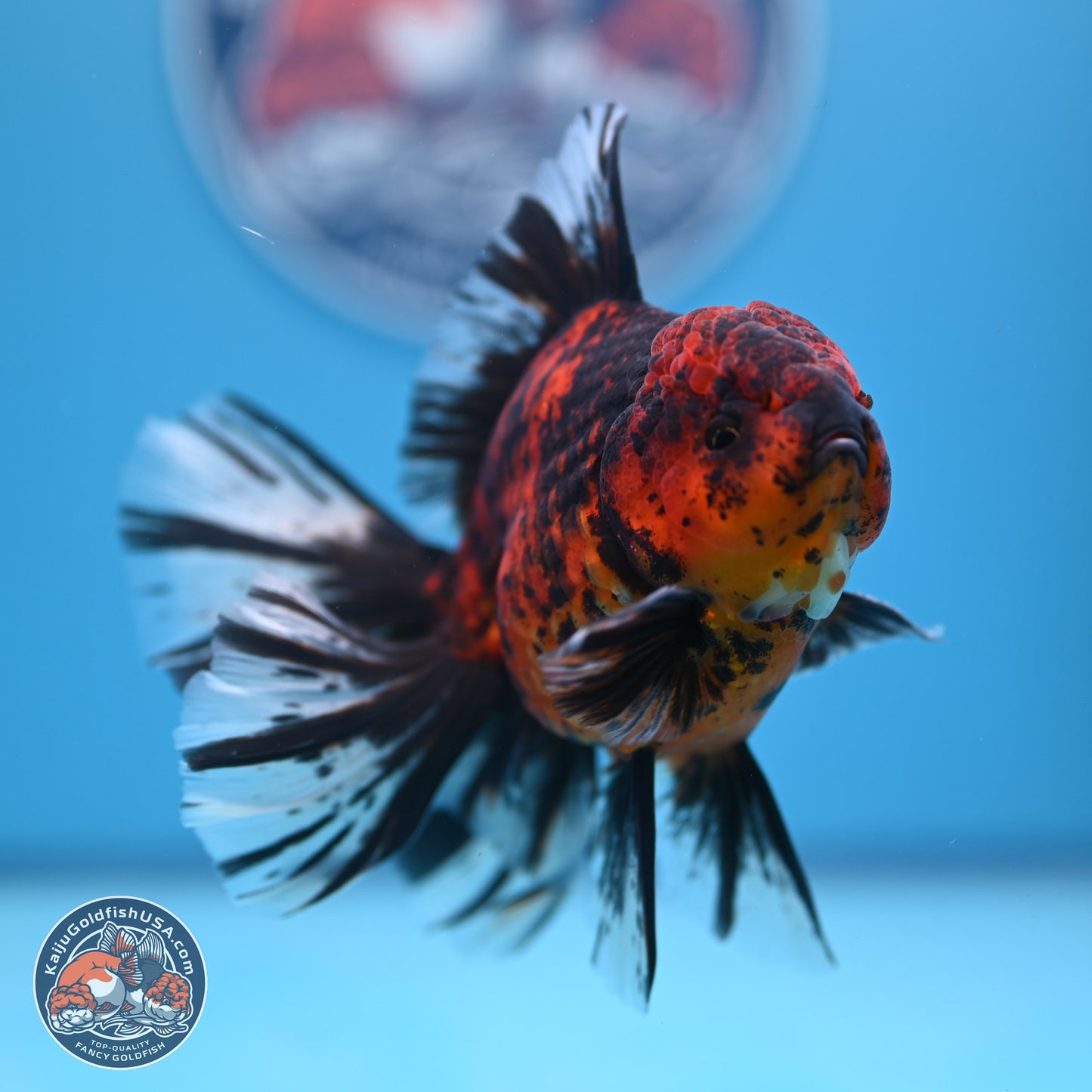 Tiger Orchid Tail Oranda 4-6 inches (240913_OR23) - Kaiju Goldfish USA