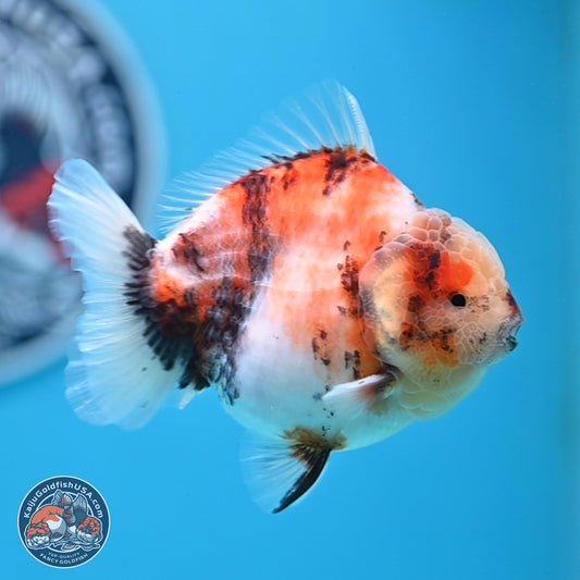 Tricolor Sakura YuanBao Oranda 3.5 inches Body - Male (250307_OR23)