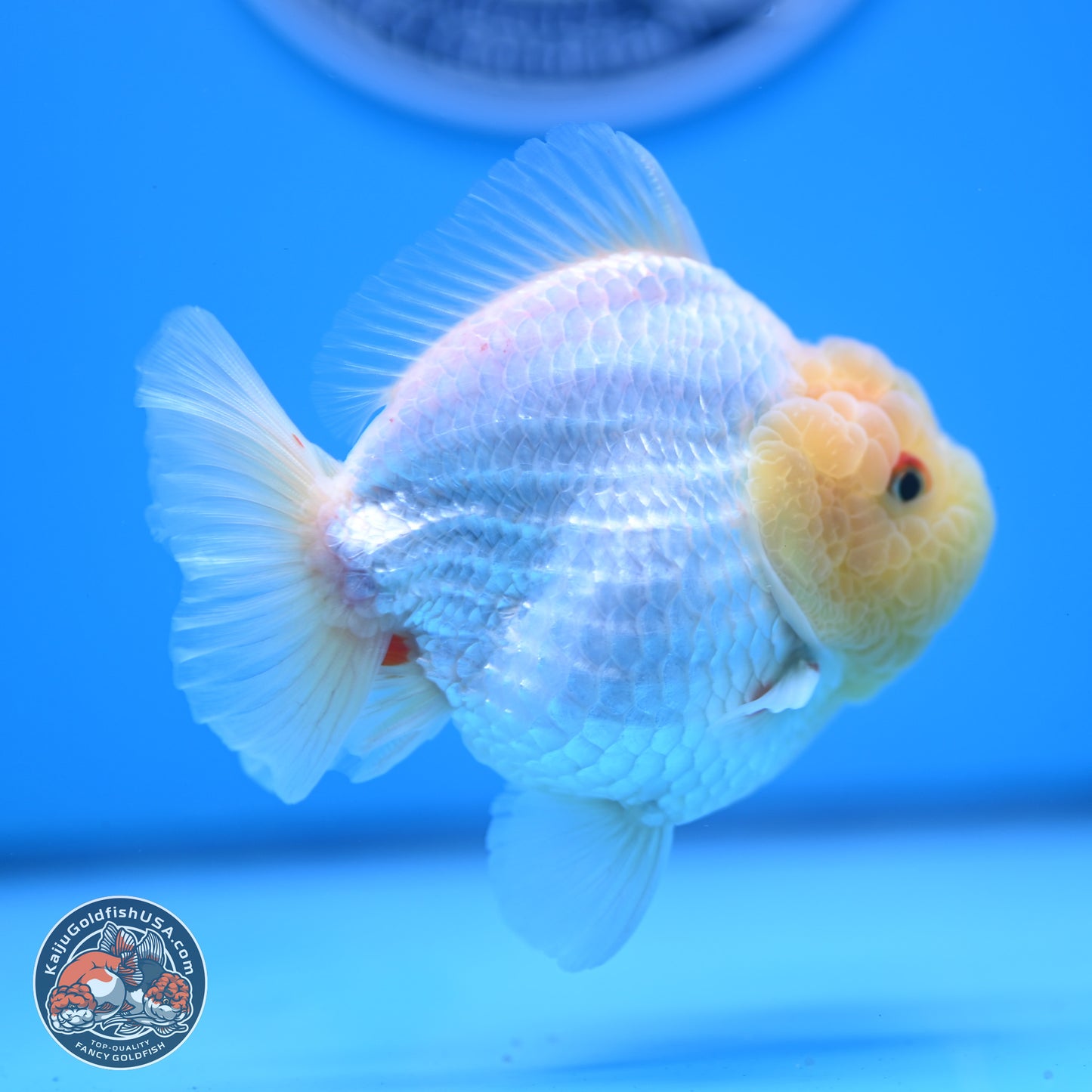 Lemon Head Red White YuanBao Oranda 3.25 inches Body - Male (241227_OR23) - Kaiju Goldfish USA