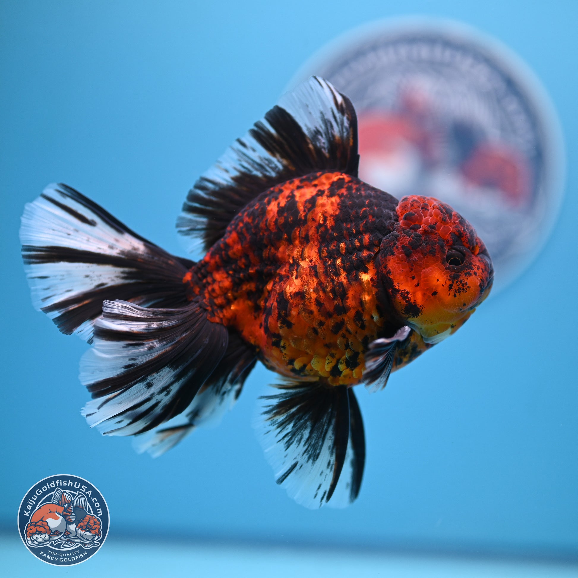 Tiger Orchid Tail Oranda 4-6 inches (240913_OR23) - Kaiju Goldfish USA