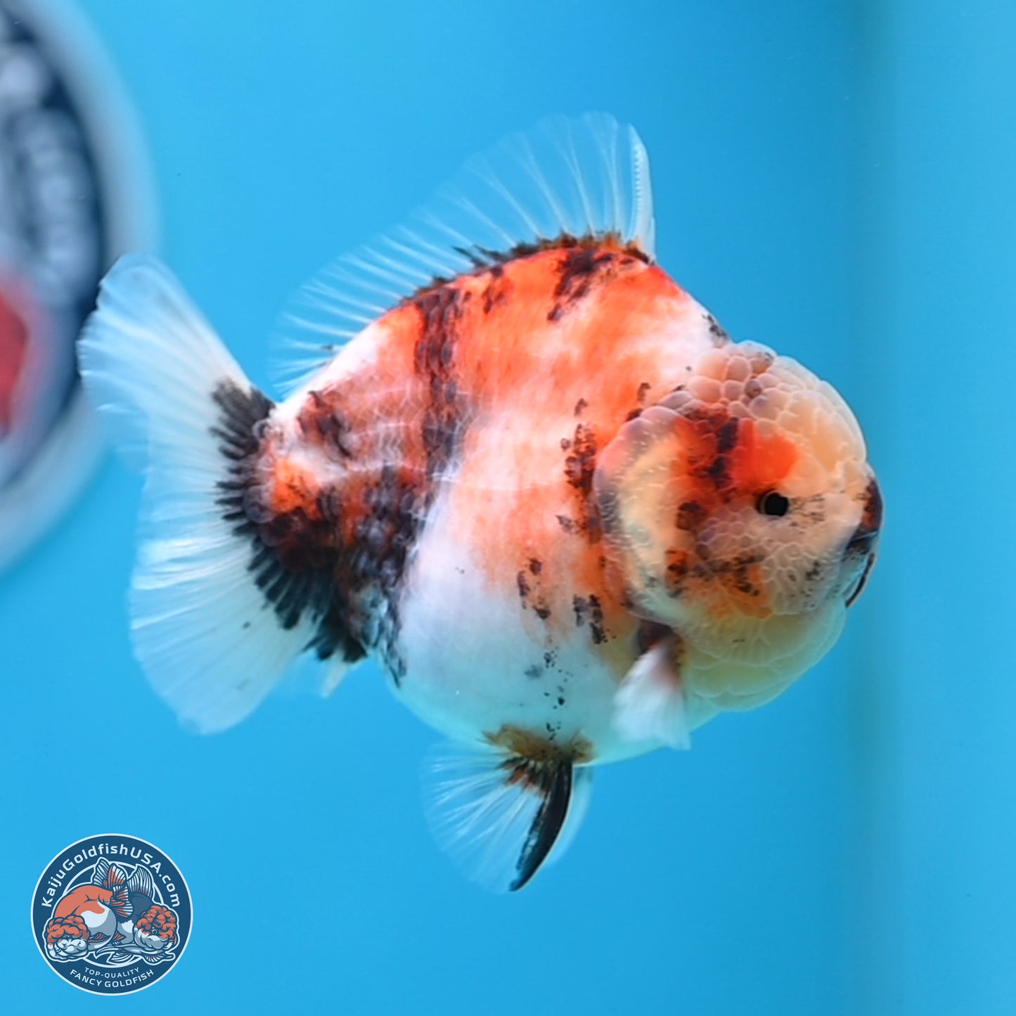 Tricolor Sakura YuanBao Oranda 3.5 inches Body - Male (250307_OR23)