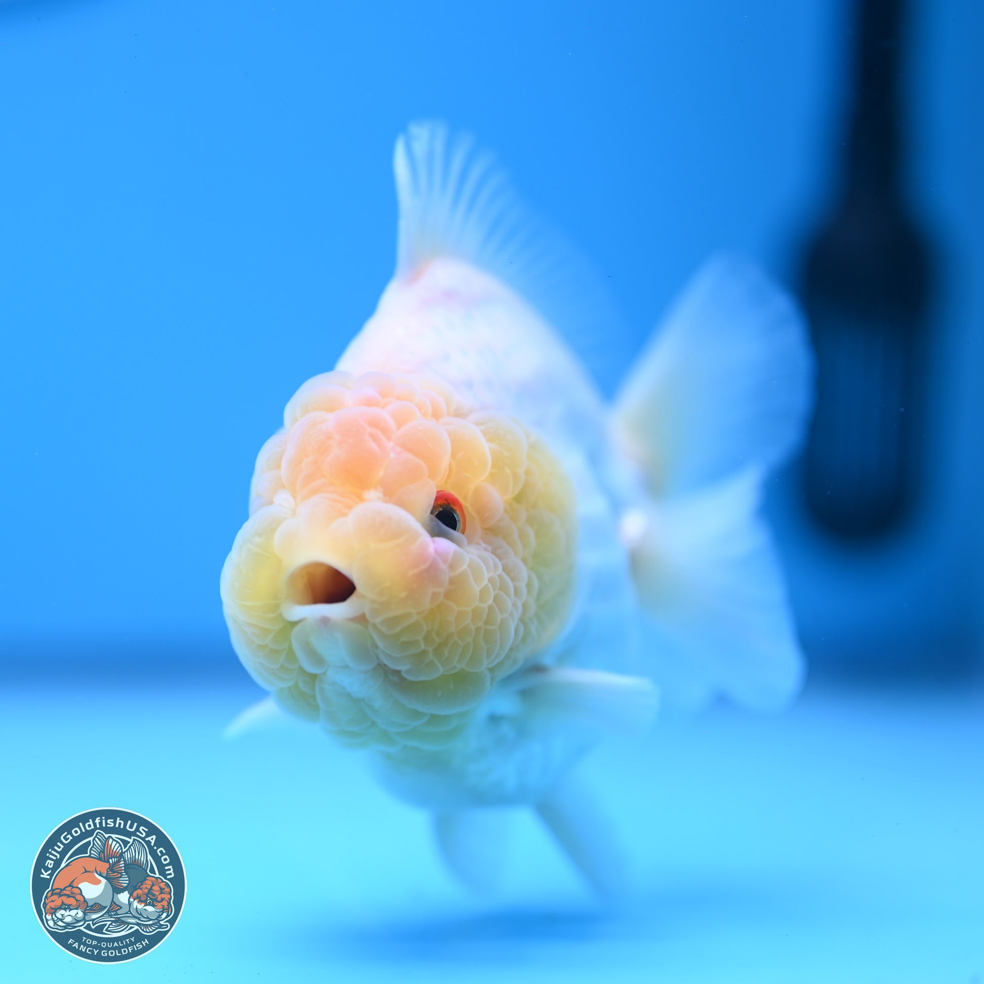 Lemon Head Red White YuanBao Oranda 3.25 inches Body - Male (241227_OR23) - Kaiju Goldfish USA