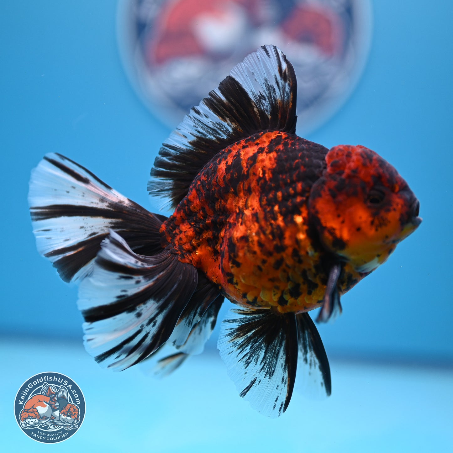 Tiger Orchid Tail Oranda 4-6 inches (240913_OR23) - Kaiju Goldfish USA