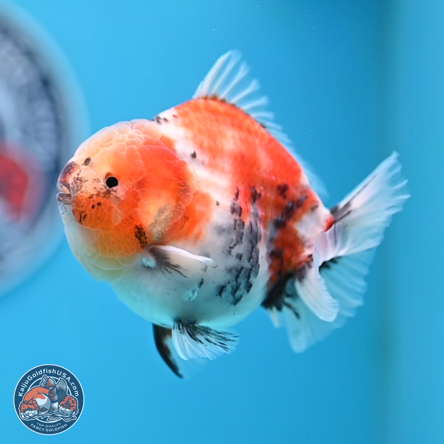 Tricolor Sakura YuanBao Oranda 3.5 inches Body - Male (250307_OR23)