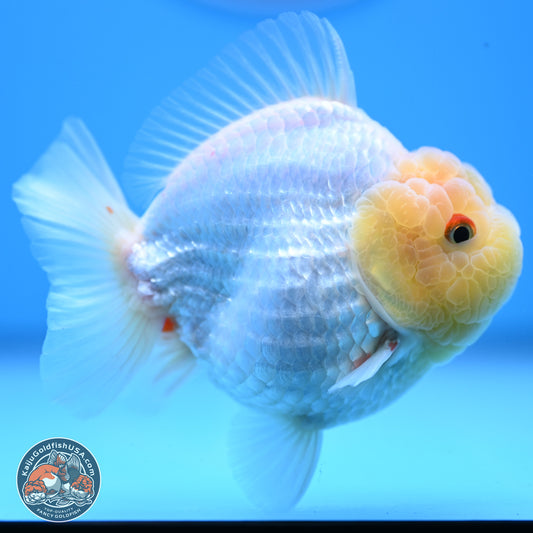 Lemon Head Red White YuanBao Oranda 3.25 inches Body - Male (241227_OR23) - Kaiju Goldfish USA