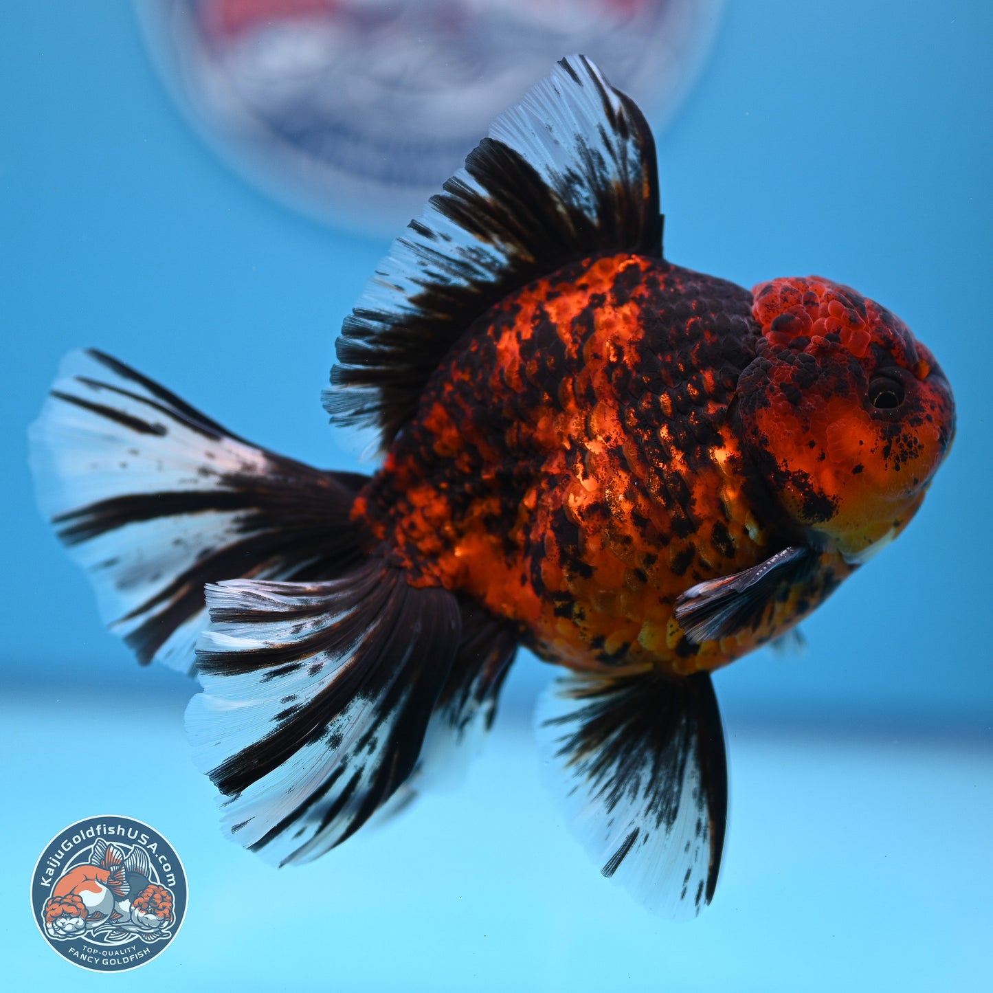 Tiger Orchid Tail Oranda 4-6 inches (240913_OR23) - Kaiju Goldfish USA