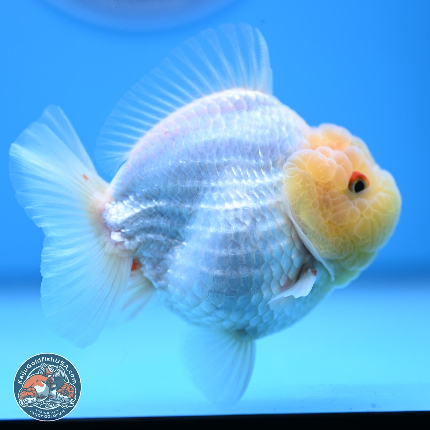 Lemon Head Red White YuanBao Oranda 3.25 inches Body - Male (241227_OR23) - Kaiju Goldfish USA