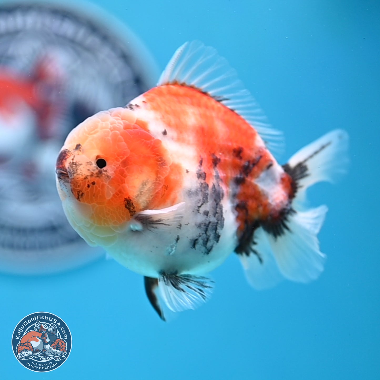 Tricolor Sakura YuanBao Oranda 3.5 inches Body - Male (250307_OR23)