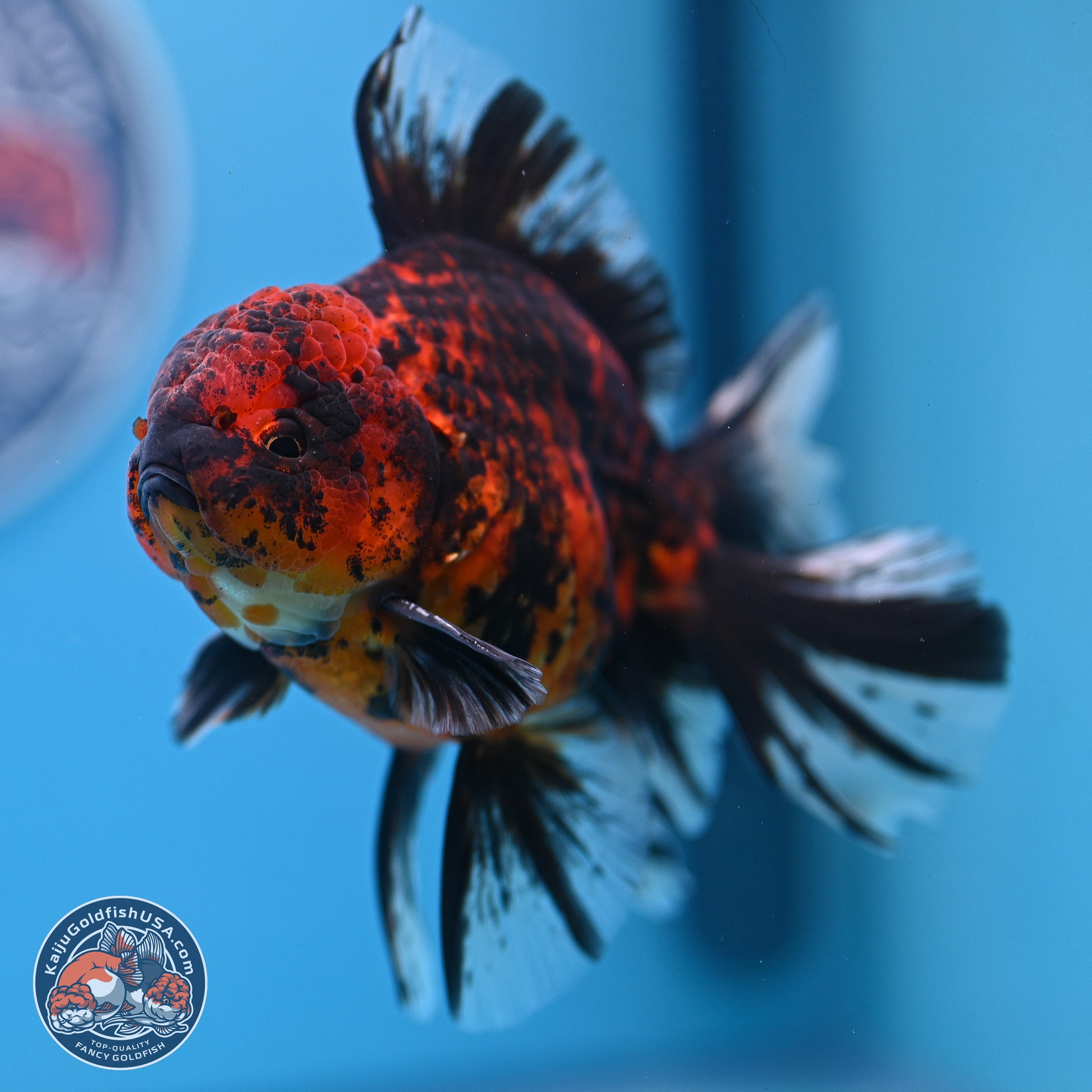 Tiger Orchid Tail Oranda 4-6 inches (240913_OR23) - Kaiju Goldfish USA