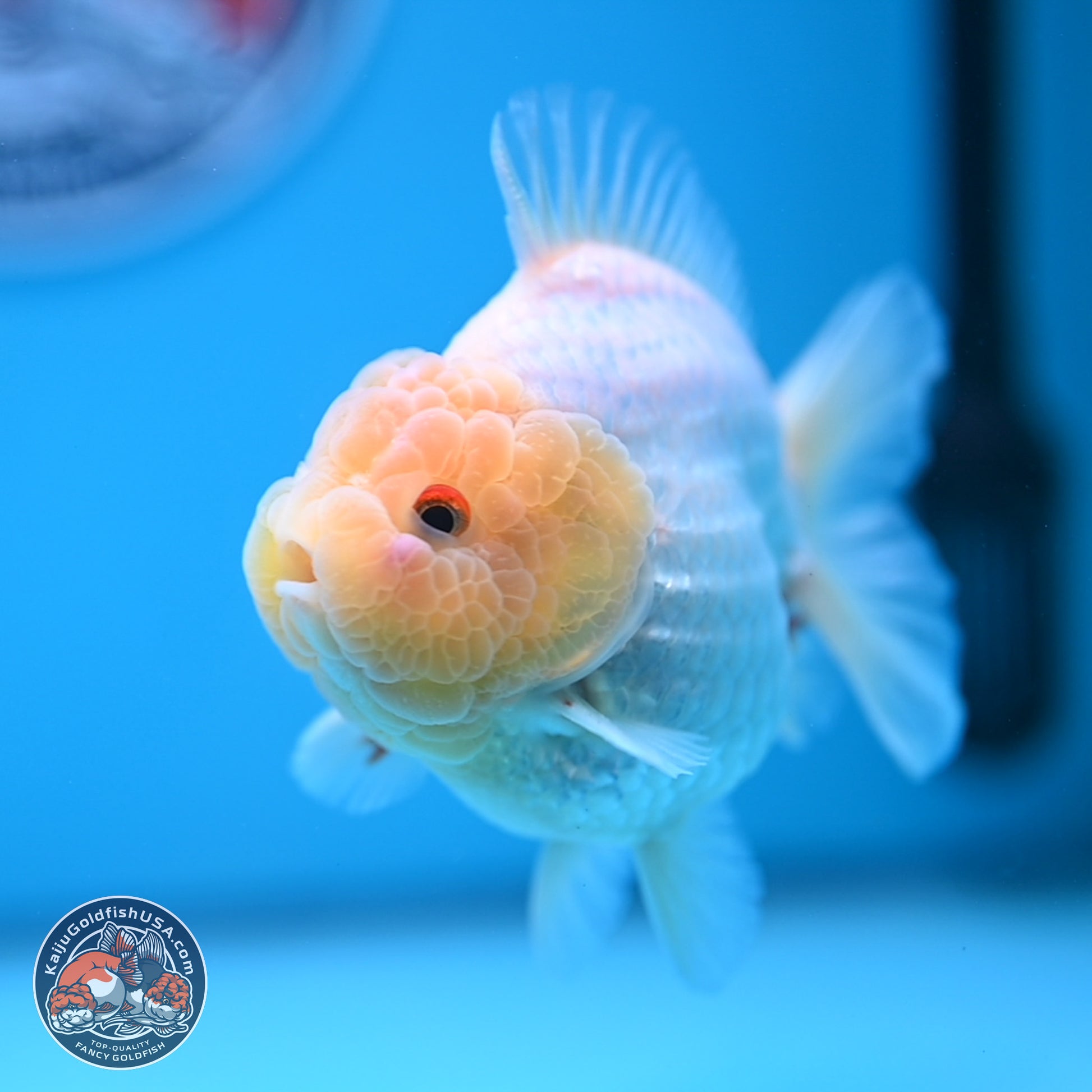 Lemon Head Red White YuanBao Oranda 3.25 inches Body - Male (241227_OR23) - Kaiju Goldfish USA